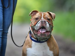 Ein Hund mit Maulkorb steht an der Leine neben einer Person in Jeans.