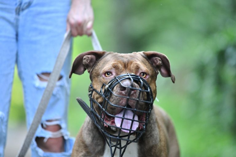 Braun gefleckter Hund mit Maulkorb wird an einer Leine geführt.