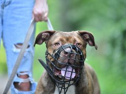 Braun gestromter Hund mit Maulkorb wird an der Leine gehalten.