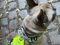 Ein brauner französischer Bulldoggen-Rüde trägt ein gelbes Geschirr mit der Aufschrift "Suchhilfe".