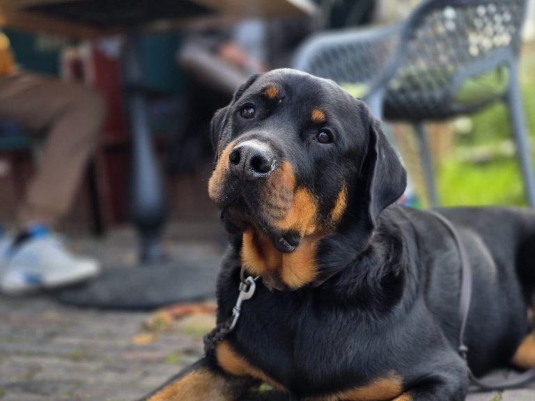 Ein Rottweiler liegt entspannt auf dem Boden neben einem Tisch im Freien.