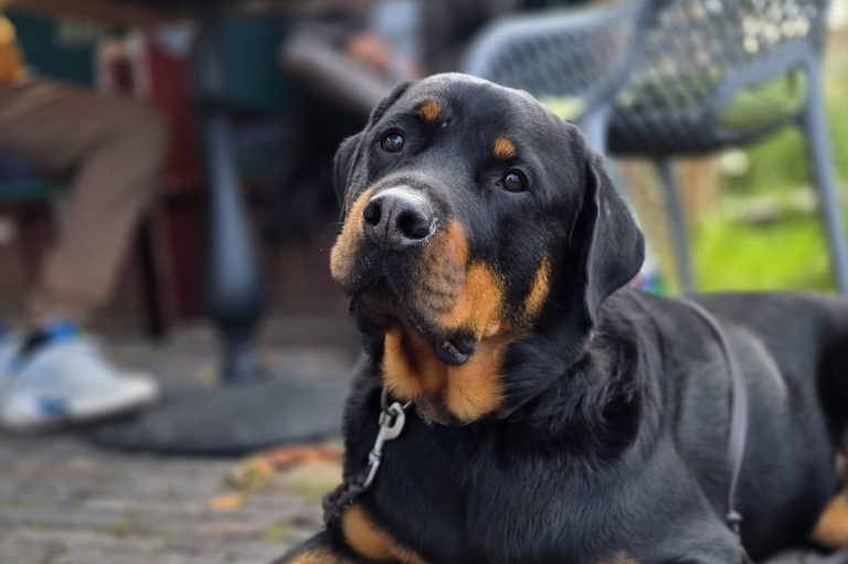 Ein Rottweiler liegt entspannt auf dem Boden, in einer Grünanlage im Hintergrund.