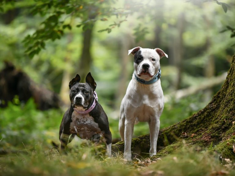 Zwei Hunde stehen in einem Wald, umgeben von Bäumen und Grün.