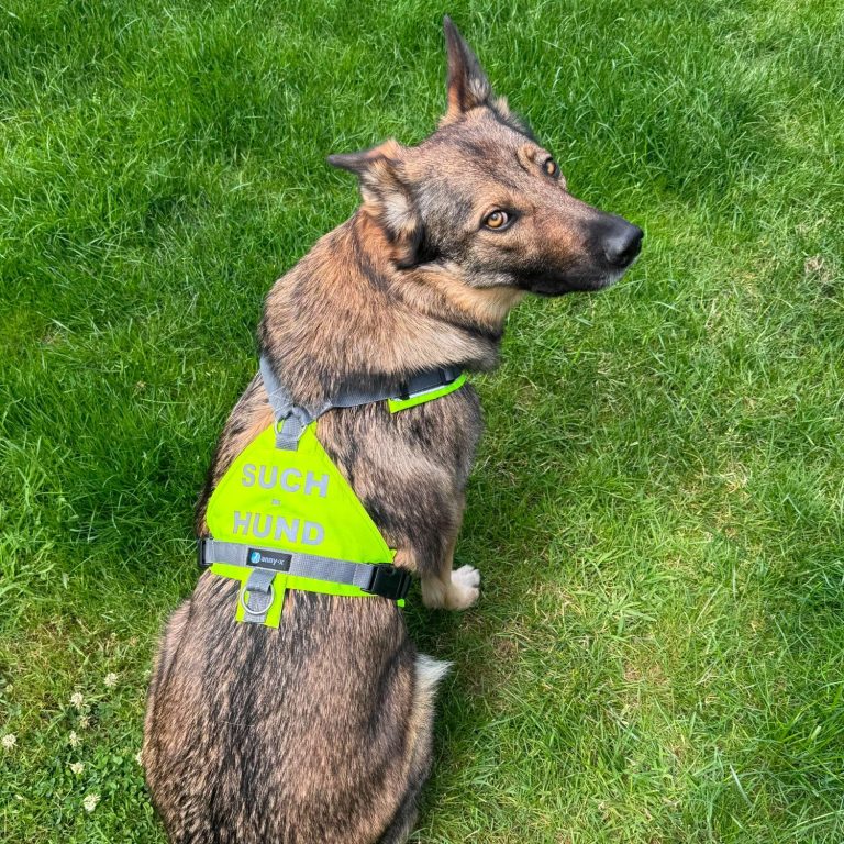 Ein Hund mit einem leuchtend gelben Geschirr sitzt auf grünem Gras.