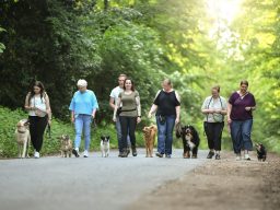 Menschen spazieren mit verschiedenen Hunden auf einem Waldweg.