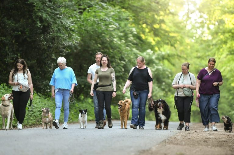 Menschen und Hunde gehen gemeinsam auf einem Waldweg.