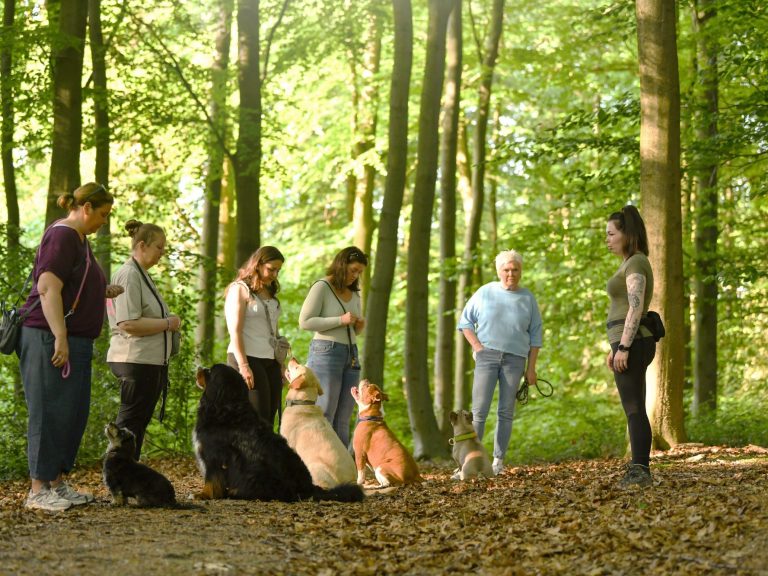 Gruppentreffen von Menschen mit Hunden im Wald, umgeben von Bäumen und natürlichem Licht.