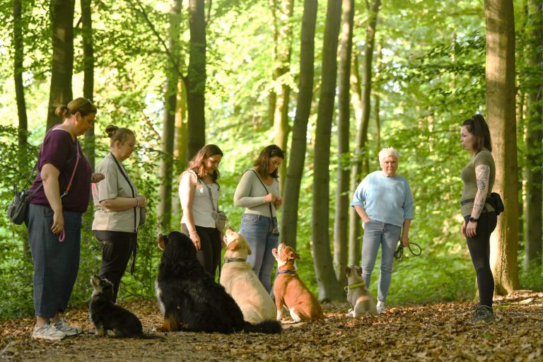 Gruppe von Menschen mit Hunden im Wald, umgeben von grüner Natur.