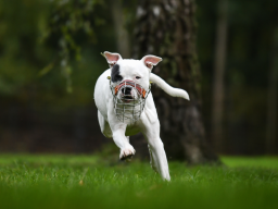 Weißer Hund rennt fröhlich über eine grüne Wiese.