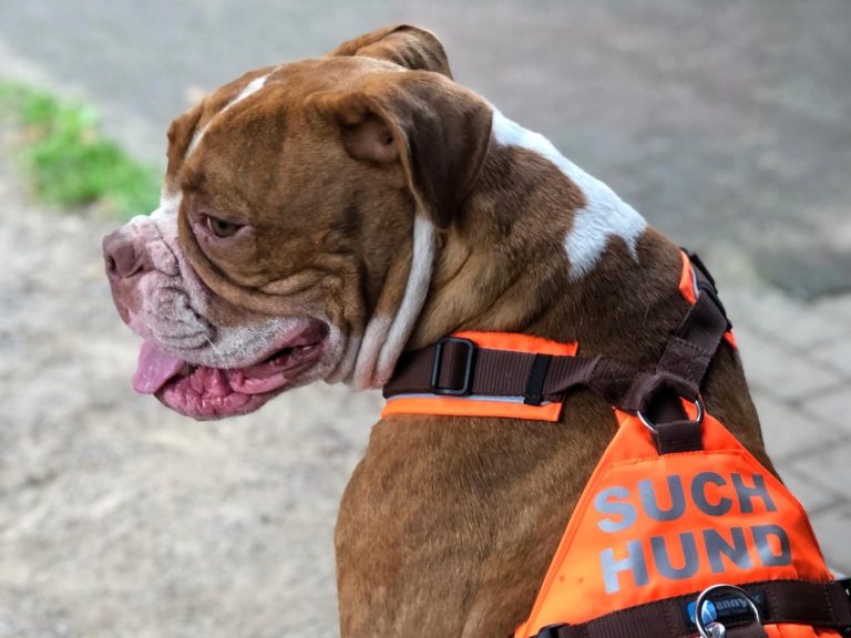 Ein brauner Boxer trägt ein orangefarbenes Geschirr mit der Aufschrift "SUCH HUND".