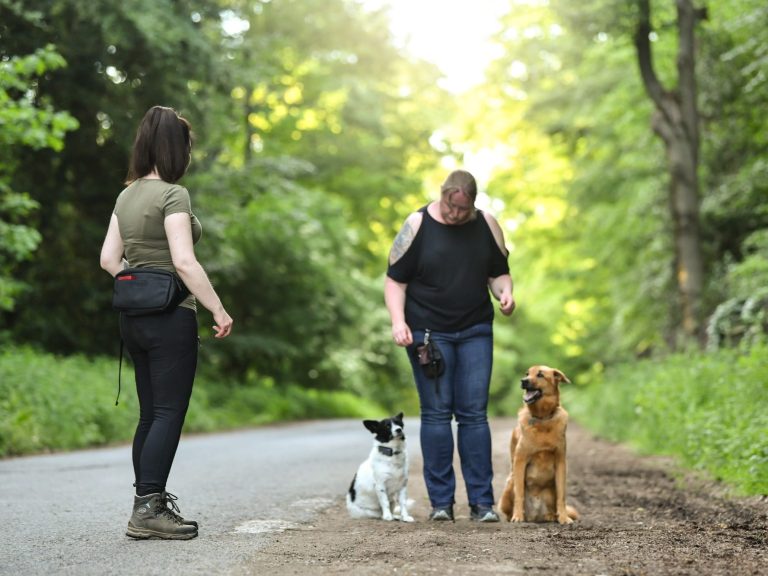 Zwei Personen mit Hunden auf einem Waldweg bei Sonnenlicht.