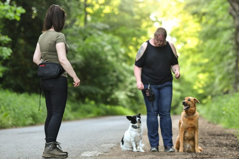 Zwei Frauen mit Hunden auf einem Waldweg, umgeben von grüner Natur.