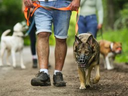 Ein Mann mit einem Maulkorb tragenden Hund und weiteren Hunden auf einem Weg.