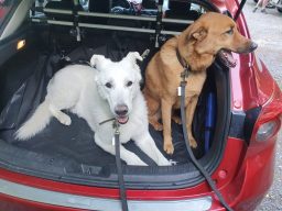 Zwei Hunde, ein weißer und ein brauner, sitzen im Kofferraum eines roten Autos.