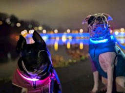 Zwei Hunde mit leuchtenden Halsbändern stehen am Ufer eines ruhigen Gewässers bei Nacht.