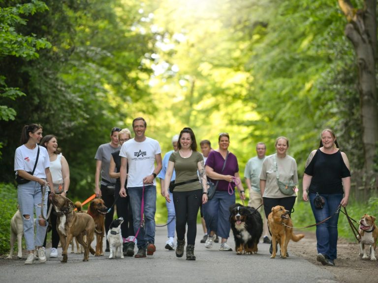 Gruppe von Menschen geht mit mehreren Hunden auf einem Waldweg.